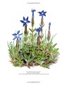 Фото Drawn from Nature: The Flowering of Irish Botanical Art 9