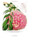 Фото Drawn from Nature: The Flowering of Irish Botanical Art 10