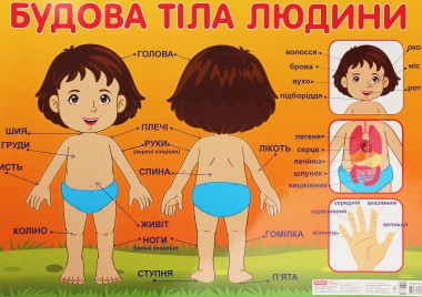 Фото Плакат. Будова тіла людини