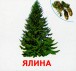 Фото Рослини нашої планети. Роздавальні картки 3