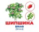 Фото Дерева та кущі. Геній з пелюшок 3