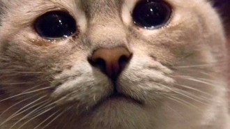 ще одна книга для кота🐱