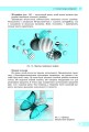 Фото Інформатика. 10-11 клас. Вебтехнології. Вибірковий модуль. Рівень стандарту 5