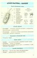 Фото Біологія у визначеннях, таблицях і схемах. 6-11 клас 6