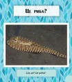 Фото Фантастичні рослини і не тільки… Перше читання Non Fiction. Рівень 3 5
