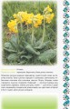 Фото Український квітник 3