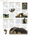Фото Animal. The Definitive Visual Guide 2