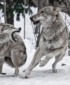 Фото Animal. The Definitive Visual Guide 5