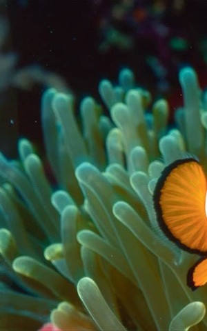 Underwater photography