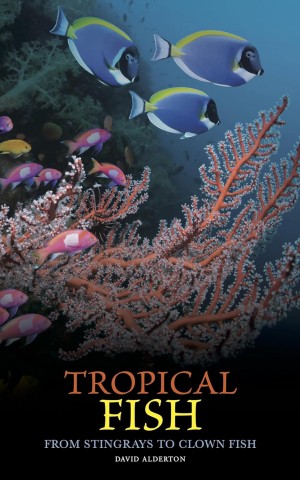 Tropical Fish: From Stingrays to Clown Fish