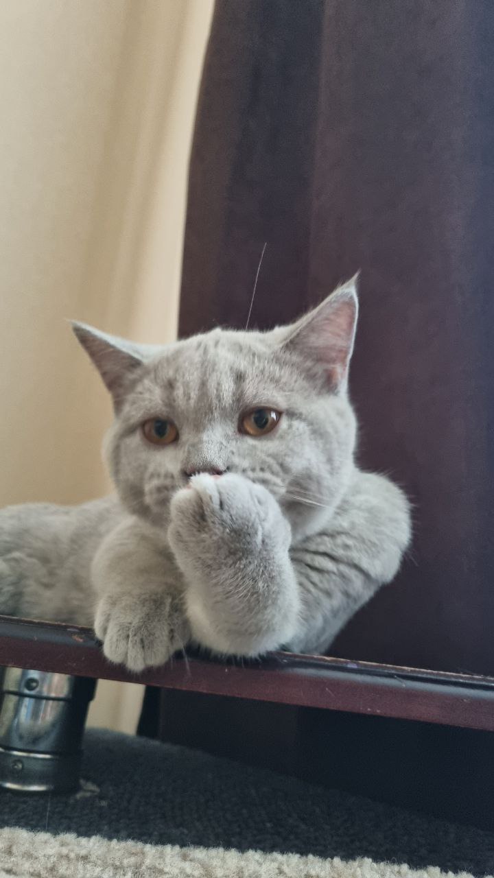 Avatar