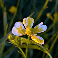 Ліна